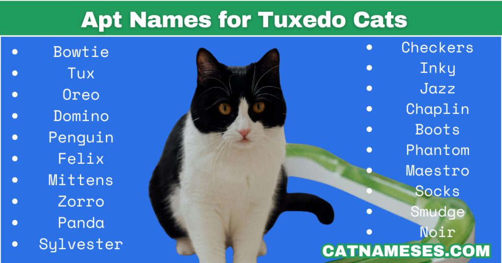 Apt Names for Tuxedo Cats