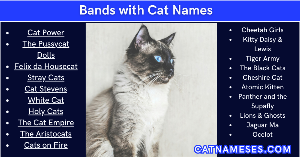 Bands with Cat Names A Purr-fect Playlist for Cat Lovers