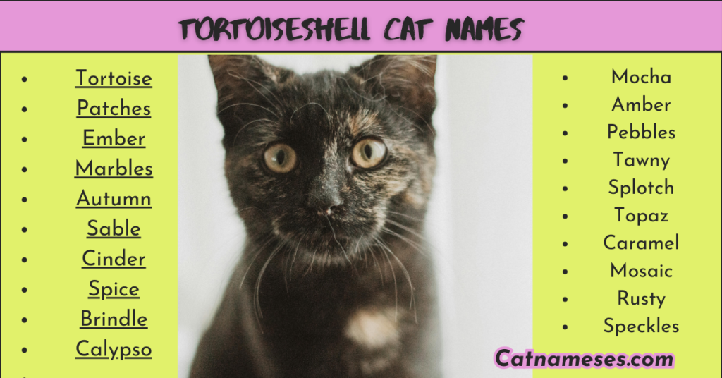 Tortoiseshell Cat Names