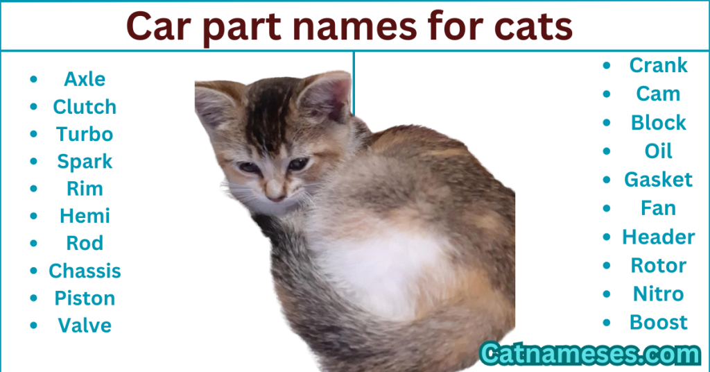 Car Part Names for Cats