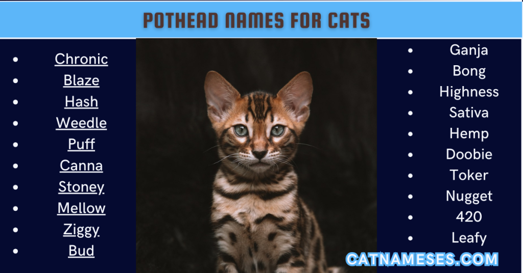 Pothead Names for Cats