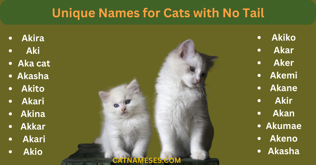 Cat Names That Start with Ak