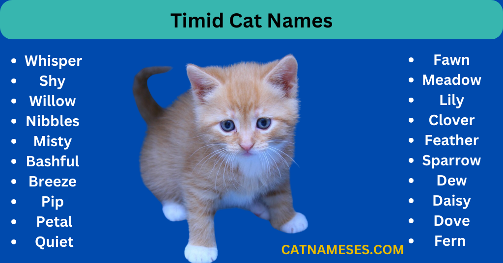 Timid Cat Names