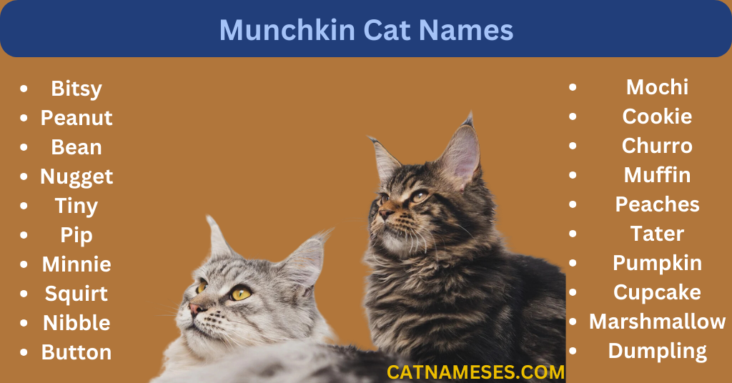 Munchkin Cat Names