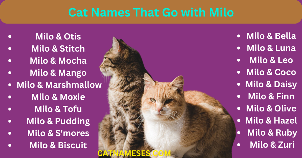 Cat Names That Go with Milo