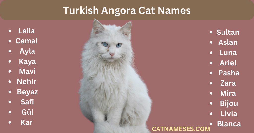 Turkish Angora Cat Names