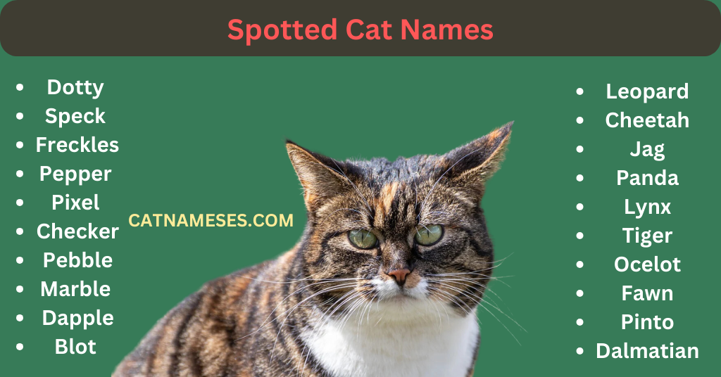 Spotted Cat Names