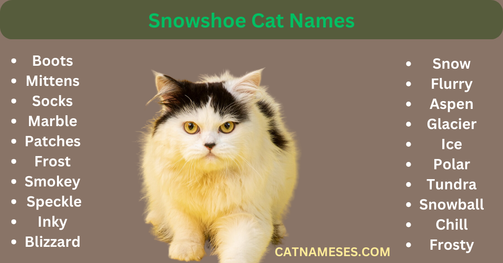 Snowshoe Cat Names